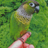 Black Capped Conure On Hand Diamond Paintings