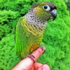 Black Capped Conure On Hand Diamond Paintings