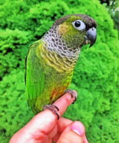 Black Capped Conure On Hand Diamond Paintings