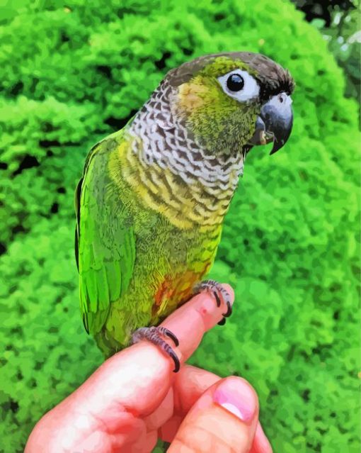 Black Capped Conure On Hand Diamond Paintings