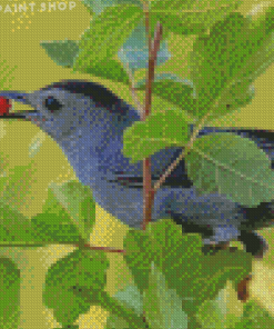 Catbird Eating Diamond Paintings