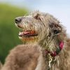 Close Up Irish Wolfhound Diamond Paintings