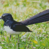 Cool Willie Wagtail Diamond Paintings