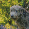 Cute Wolfhound Dog Diamond Paintings