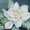 White Gardenia Flower Diamond Paintings