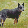 Australia Cattle Dog Diamond Paintings