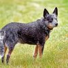 Australia Cattle Dog Diamond Paintings