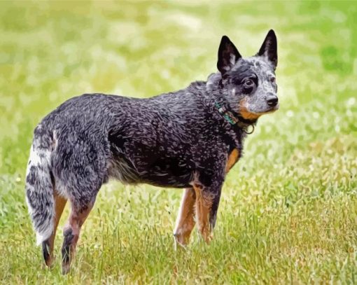 Australia Cattle Dog Diamond Paintings