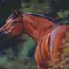 Bay Horse Animal Diamond Paintings