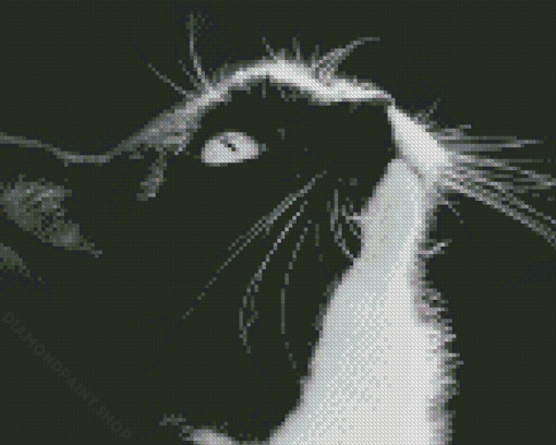 Black And White Tuxedo Cat Diamond Paintings