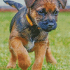 Border Terrier Puppy Dog Diamond Paintings