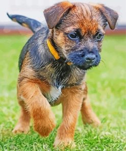 Border Terrier Puppy Dog Diamond Paintings