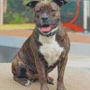 Brindle Pitbull Diamond Paintings