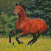 Brown Bay Horse Diamond Paintings