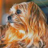 Close Up Shorkie Dog Diamond Paintings