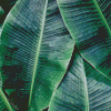 Green Banana Leaves Diamond Paintings