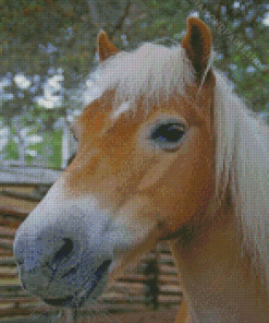 Haflinger Horse Diamond Paintings