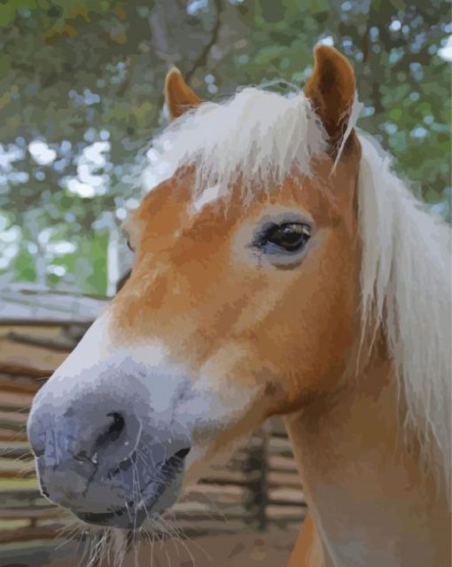 Haflinger Horse Diamond Paintings