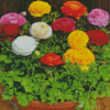 Ranunculus Flowers Diamond Paintings