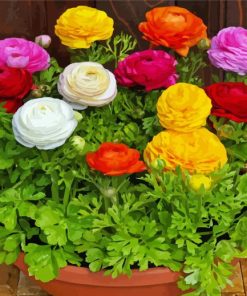 Ranunculus Flowers Diamond Paintings