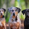 Aesthetic Catahoula Dogs Diamond Paintings