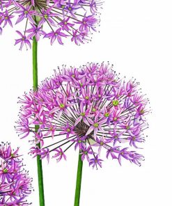 Allium Art Diamond Paintings