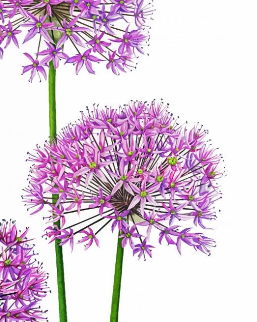 Allium Art Diamond Paintings