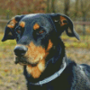 Beauceron Head Diamond Paintings