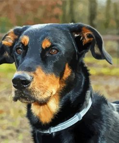 Beauceron Head Diamond Paintings