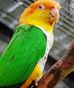 Caique Bird Diamond Paintings