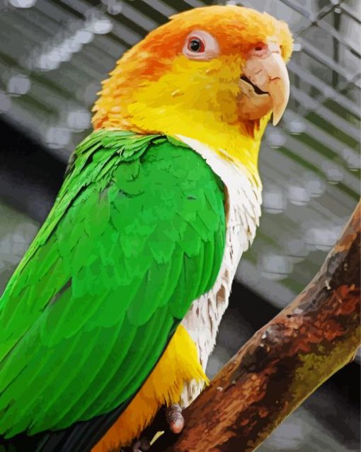 Caique Bird Diamond Paintings