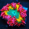 Colorful Anemone Diamond Paintings