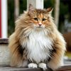 Norwegian Forest Cat Diamond Piantings