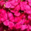 Pink Sweet William Diamond Paintings