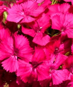 Pink Sweet William Diamond Paintings