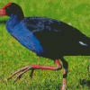 Pukeko Bird Diamond Piantings