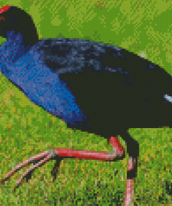 Pukeko Bird Diamond Piantings