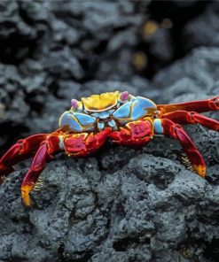 Aesthetic Crab Diamond Paintings