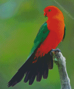 Australian King Parrot Diamond Paintings