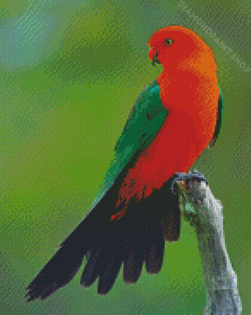 Australian King Parrot Diamond Paintings