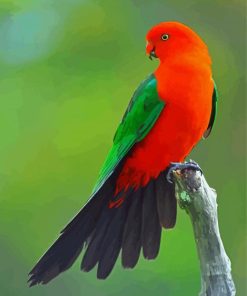 Australian King Parrot Diamond Paintings