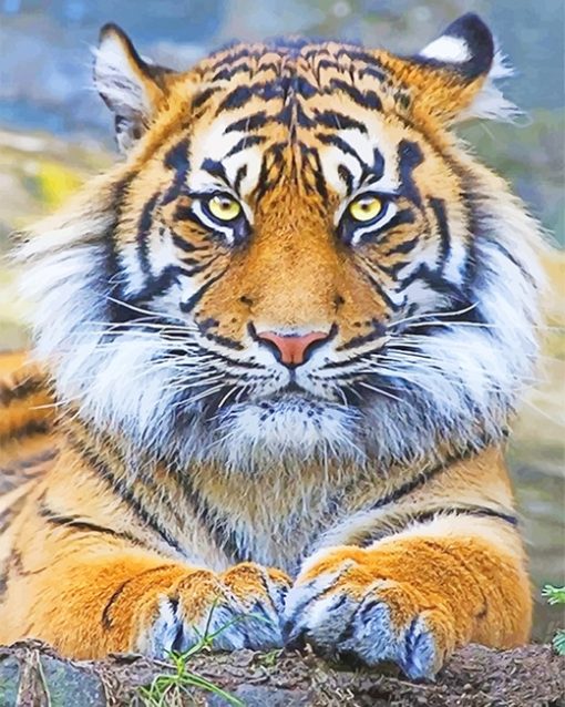 Beautiful Tiger Eyes Adulr Diamond Paintings