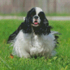 Black And white cocker Spaniel Diamond Paintings