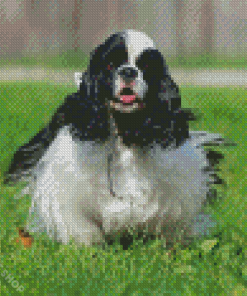 Black And white cocker Spaniel Diamond Paintings