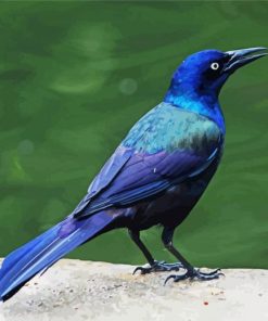 Grackle Bird Diamond Paintings