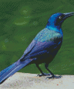 Grackle Bird Diamond Paintings