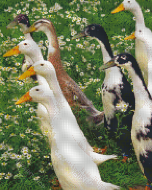 Indian Runner Ducks Diamond Paintings