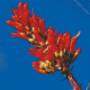 Ocotillo Flowering Plant Diamond Paintings