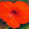 Orange Hibiscus Flower Diamond Painting