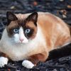 Siamese Snowshoe Cat Diamond Paintings